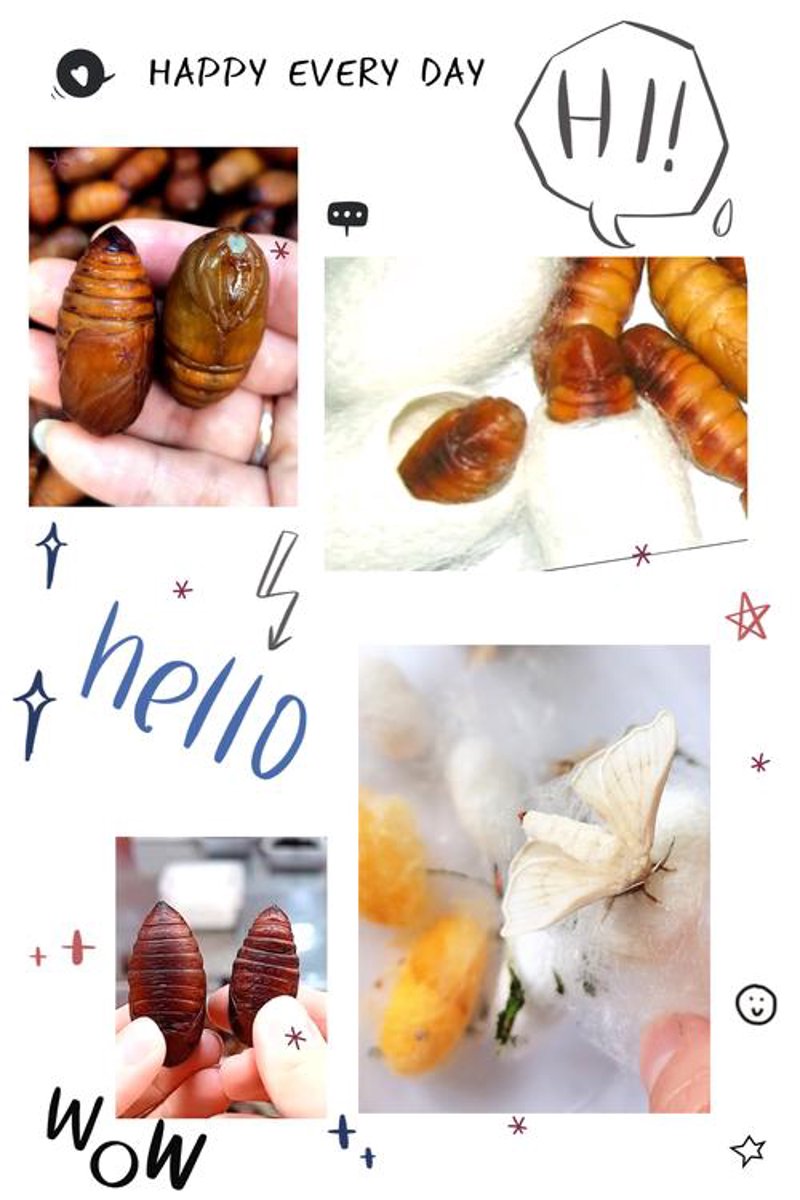 海阳桑蚕